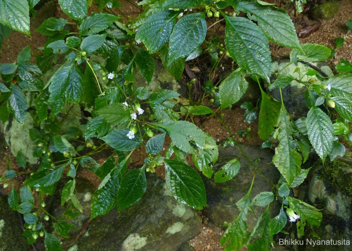 Strobilanthes lupulina Nees